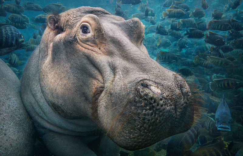 Imagen: Tim Flach